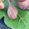 Ceramic Figs and Leaf