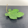 Ceramic Figs and Leaf