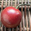 Ceramic Red Apple SOLD