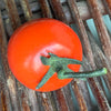 Ceramic Tomato