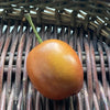 Ceramic Plum