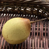 Ceramic Pear