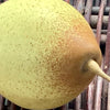 Ceramic Pear